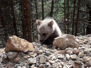 Dağın Eteklerinde Çoban Köpekleri Ayıyı Kovaladı