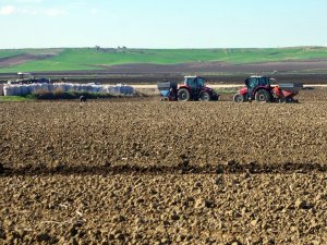 Patates Tohumları Toprakla Buluşuyor