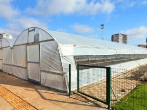 Diyarbakır’da Organik Sebze Ve Meyve Üretimi Başladı