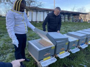 Yüksek Hava Sıcaklıkları Arıcılığı Ve Bal Üretimini Olumsuz Etkiliyor