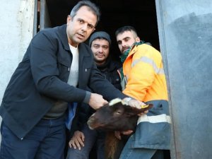 Elazığ’da Anaç Koyun Ve Keçi Tespit Çalışmaları Sürüyor