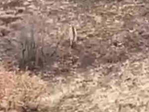 Nesli Tükenme Tehlikesi Altındaki Çizgili Sırtlan Elazığ’da Görüntülendi