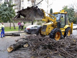 Devrilen Ağaç Lüks Otomobili Hurdaya Çevirdi
