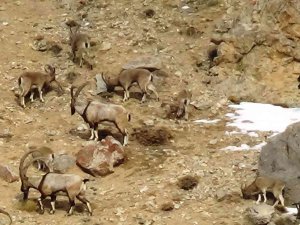 Yaban Keçileri Dkmp Tarafından Kayıt Altına Alınıyor