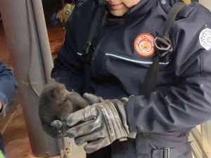 Kebapçı Salonunun Tabelasında Sıkışan Yavru Kedinin Yardımına İtfaiye Ekipleri Yetişti