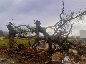 Fırtına, 2 Asırlık Ağacı Devirdi