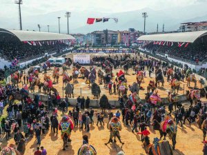 Denizli’de Hafta Sonu 120 Pehlivan Deve Güreşecek