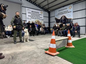 Yasaklı Irk Köpeklere Ve Engelli Köpeklere Uyum Eğitimi