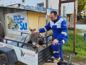 Ölüme Terk Edilen Eşek, Osmaniye’de Tedavi Altına Alındı