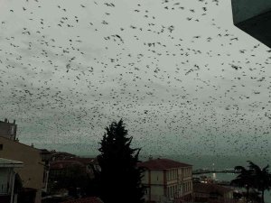 Gökyüzünü Kaplayan Karga Sürüsü Korku Filmlerini Aratmadı