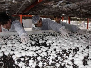 Lise Öğrencileri Okulda Mantar Yetiştiriyor, Hedefleri 13 Tonluk Üretim