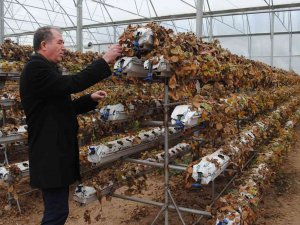 Sarıcakaya, Gözünü Akıllı Seralara Dikti