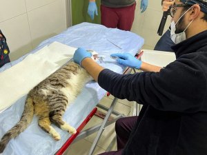 Bağcılar’da 15 Bin 973 Sokak Hayvanı Tedavi Edildi