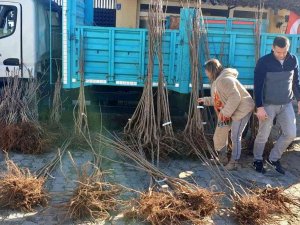 Altıparmak Kirazı Yaygınlaşıyor