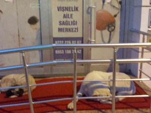 Vişnelik Aile Sağlığı Merkezi Önünde Sevimli Köpekler Geceleri Nöbet Bekliyor