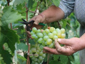 Coğrafi İşaretli Ürün Olan Çavuş Üzümü Belgesine Kavuştu