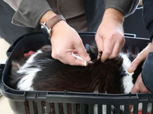 Eskişehir’de 25 Bin 125 Kedi Ve Köpeğe Mikroçip Takıldı