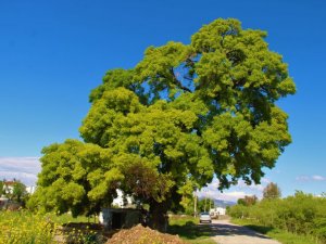 Doğaseverler, 210 Yaşındaki Ağacın Korunması İçin Harekete Geçti