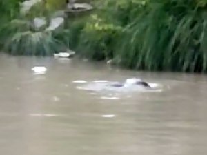 Şırnak’ta Nesli Tükenme Tehlikesi Altında Olan Su Samuru Görüntülendi