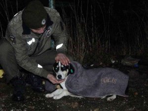Uşak Polisi Yağmurlu Havada Sokak Canlılarını Unutmadı