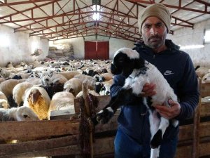 Elazığ’da Yeni Yılın İlk Kuzuları Dünyaya Geldi