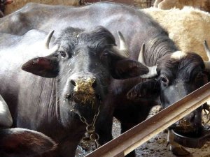 Manda Sütünden Elde Edilen Ürünler Ülke Ekonomisine Kazandırılacak