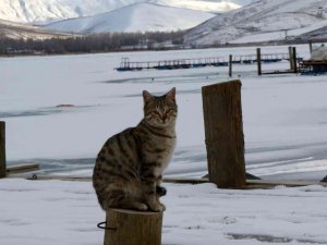 Soğuk Hava Göletleri Dondurdu