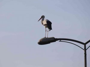 ‘Baharın Habercisi’ Karabük’ü Sevdi