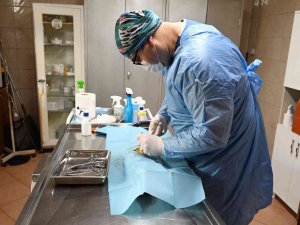 Kemer Belediyesinden Hayvanlara Yardım Eli