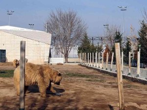 Ayıların Dron İle İmtihanı: Pervanesiyle Oynadılar