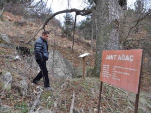 Asırlık Fındık Ağacı Yıllara Meydan Okuyor