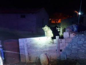 3 Gün Önce Yozgat’ta Görülen Gezgin Ayı Bu Sefer Nevşehir’de Vatandaşları Korkuttu