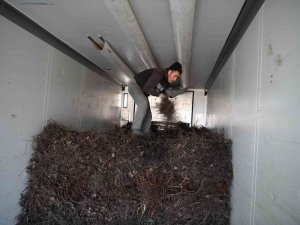 2023 Yılının İlk Fidan İhracatı Bulgaristan’a Gerçekleşti