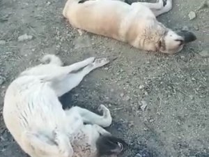 Elazığ’da Köpek Katliamı: 10 Köpek Zehirlendi