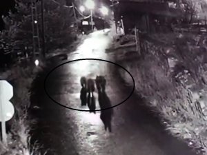 Köyün Sokaklarında Dolaşan 3 Ayı Güvenlik Kamerasına Yansıdı
