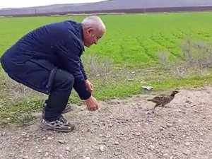 Şırnak’ta Tedavisi Tamamlanan Kuşlar Doğaya Bırakıldı
