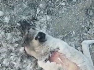 Elazığ’da Zehirlenerek Öldürülen Köpekler İçin Soruşturma Başlatıldı