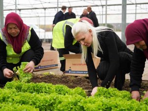 Belediye Serasında Yetiştirilen 5 Bin Adet Marul İhtiyaç Sahiplerine Dağıtıldı