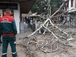 110 Yıllık Tescilli Çınar Devrildi