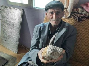 Milyonlarca Yıllık Arı Peteği Fosili Buldu