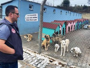 Lapseki’de Hayvan Barınağındaki Sokak Hayvanlarına Kuduz Aşısı Yapıldı