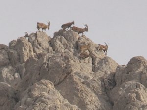 Dağların Süsü Olan Yaban Keçisi Sürücü Dronla Görüntülendi