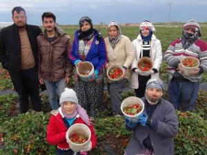 Mersin’de Kış Ortasında Açıkta Çilek Hasadı Yapıldı