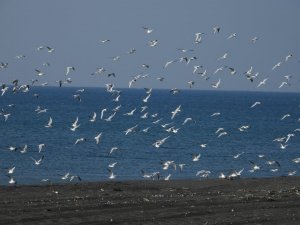 Milleyha Sulak Alanı 302 Kuş Türüne Ev Sahipliği Yapıyor