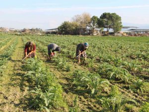 Aydın’da Çapacı Kadınlar Yevmiyelerin Düşüklüğünden Dert Yandı