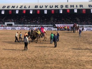 Denizli’de 120 Pehlivan Deve Güreşmeye Başladı