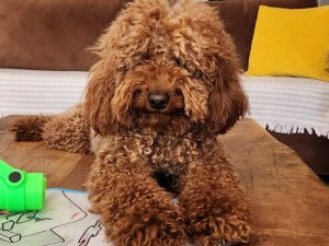 Çeşme’de Kaybolan Köpeği Bulana 20 Bin Lira Ödül Verilecek