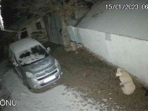 Depreme Uykusunda Yakalanan Köpeğin O Anları Kamerada