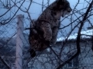 Köpeklerden Kaçan Vaşak Tel Örgüde Asılı Kaldı, Görenler Şaşkınlık Yaşadı