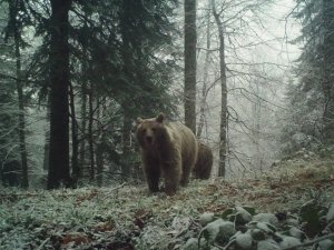 Havaların Soğumasını Bekleyen Ayıları Uyku Tutmadı